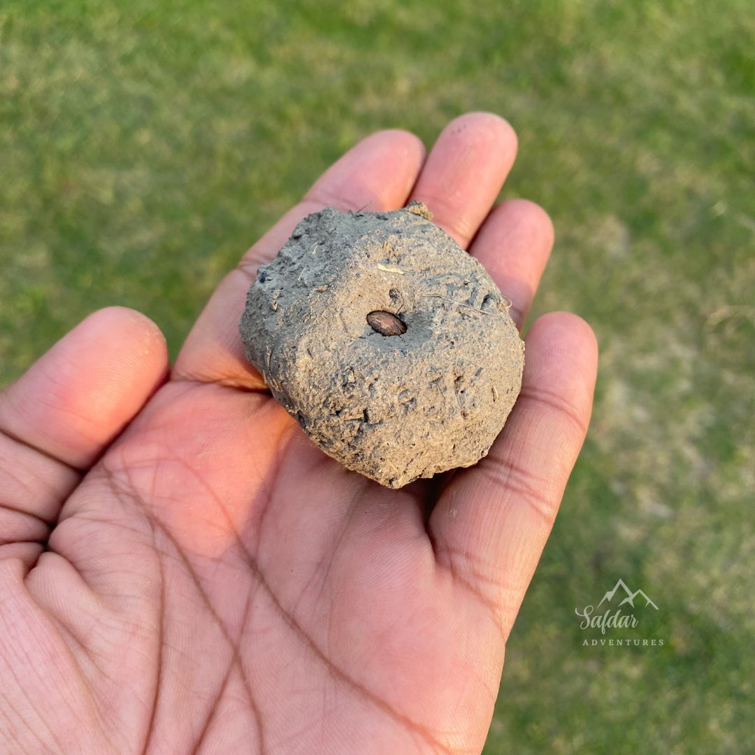 Seed Balls