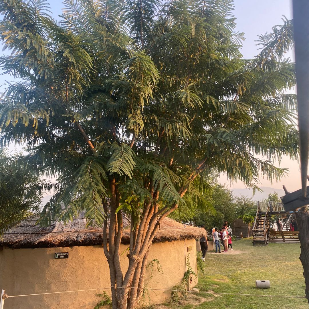 A Story of the Amla (Gooseberry) Tree at Mabali Island