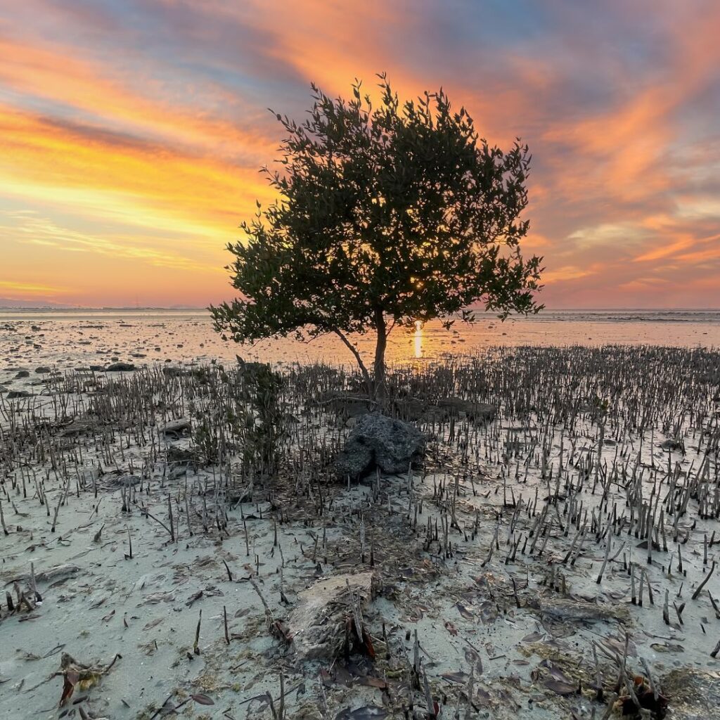Purple Island Beach Doha