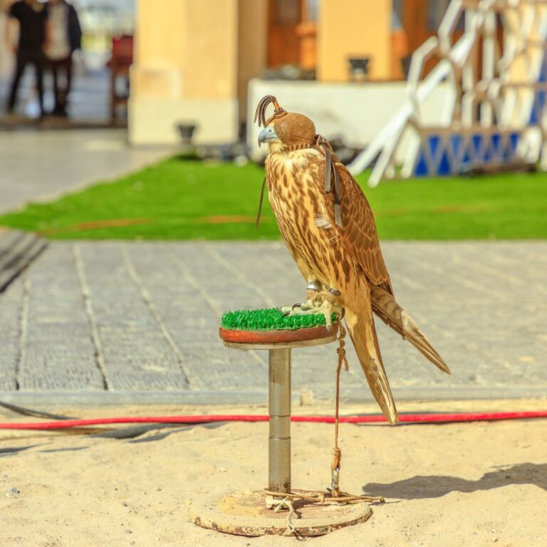 Falcon Souq Doha Qatar - Safdar Adventures