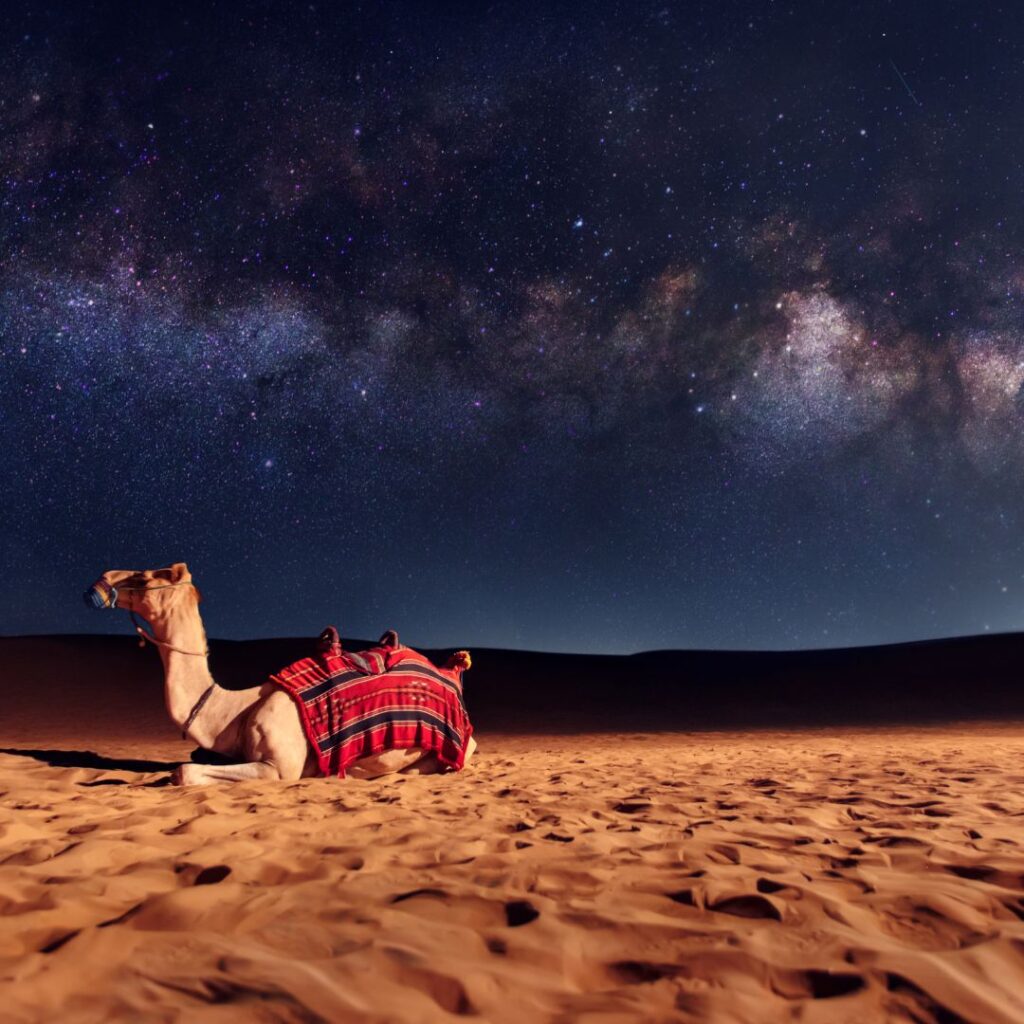 Desert Safari in Qatar